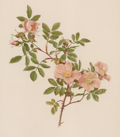 Rosa inglesa de English School